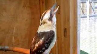 Laughing Kookaburra [upl. by Cecilla652]