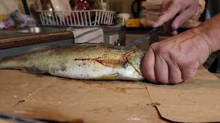 how i fillet walleye [upl. by Faruq]