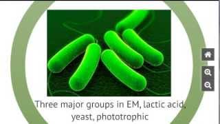 What are the bacteria in EM [upl. by Leunamnauj339]