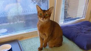 Abyssinian cat meows [upl. by Acina]