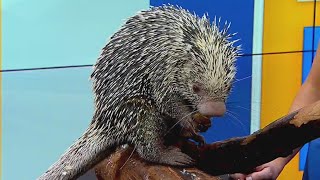 Meet Bebeto the prehensiletailed porcupine [upl. by Wincer]