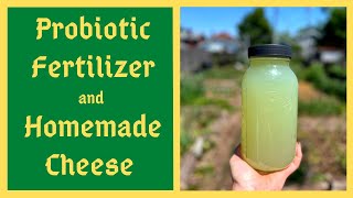 Supercharge Your Soil and Body With Lactic Acid Bacteria Serum Homemade Probiotic Fertilizer  LABS [upl. by Naeerb]