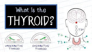 What is Thyroid Disease HealthSketch [upl. by Akselaw]