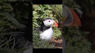 Puffin Rock Theme Song [upl. by Lennahc]