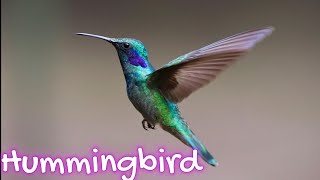 Hummingbird life story  Birds histrology [upl. by Harolda]