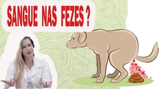 DICA DA VETERINÁRIA SANGUE NAS FEZES DO CÃO PORQUE [upl. by Reamy]