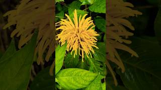 Yellow Jacobinia flowers tamilmusic music song nature flowersvideos jacobina [upl. by Fredkin602]