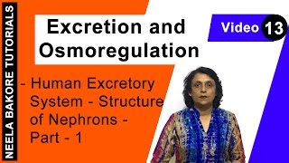 Excretion and Osmoregulation  NEET  Human Excretory System  Structure of Nephrons  Part 1 [upl. by Blackman]