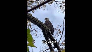 EagleNormandale Lake Park wildlife [upl. by Grussing]