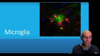 What are microglia and what do they do [upl. by Dasha]