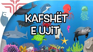 Kafshët e ujit [upl. by Nek]