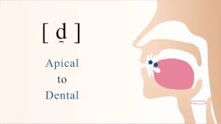 d̪  voiced unaspirated apical dental stop [upl. by Hollington]