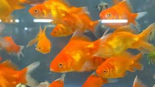 006 GoldFish  Beautiful Goldfish  Part 4  Farming  WinLine Production [upl. by Aicelet]