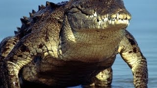 Alligator and crocodiles in Everglades National Park [upl. by Gristede]