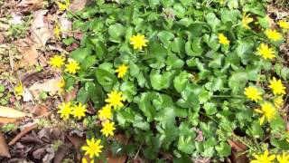 Capital Naturalist Lesser Celandine  Fig Buttercup [upl. by Ahseik199]