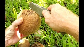 First Time Trying Mamey Sapote Fruit [upl. by Nord]