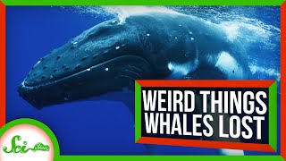 Weird Things Whales Lost on Their Journey to the Sea [upl. by Hayidah]