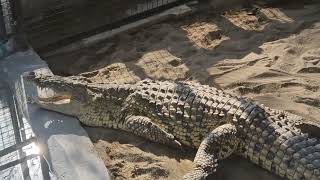 Yawning Snake and Epic Wrestling Iguanas at Tehran Zoo 2024 Iran  Eram Zoo [upl. by Anaujik558]