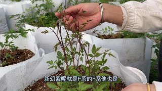 铁线莲现在要不要修剪？怎么剪？很多花友不懂，本期详细讲一下 [upl. by Acnalb]