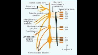 Anatomy of Cervical Sympathetic Trunk By dr Sadia Effendi [upl. by Malas389]