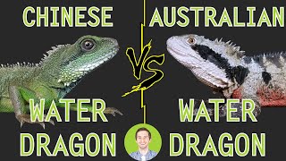 Australian Water Dragon vs Chinese Water Dragon  Head To Head [upl. by Bashuk]