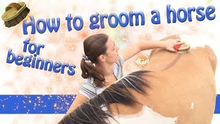 How to groom a horse for beginners [upl. by Euqinahc478]