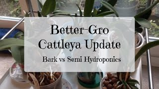 BetterGro Cattleya Orchids in Bark vs Semi Hydroponics [upl. by Oelak]