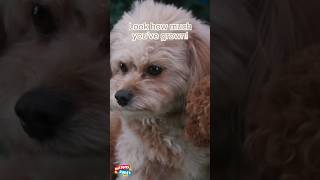 Uncle ROCKY Visits 🐶 Animals for Toddlers  Mittens amp Pants shorts cute kids [upl. by Anihsit]