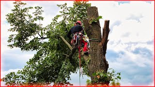 Baumsteiger fällen den Baum von oben nach unten mit der Kettensäge [upl. by Rehpatsirhc]