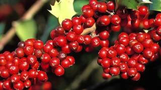 Holly Berry Fruit Health Benefits [upl. by Ecaroh357]