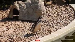 Penguin at Woburn Safari Park [upl. by Robbyn219]