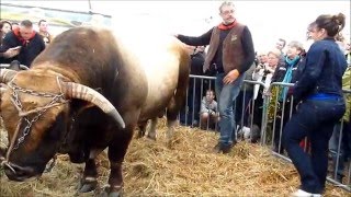 Taureau AUBRAC traditions AUBRAC Bull [upl. by Jenkel]