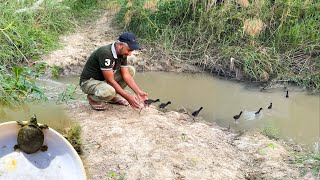 MoorHen chicks ko Aj Azad kr dia [upl. by Nolie705]