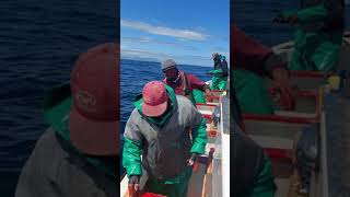 Snoek fishing handline style [upl. by Amhsirak]