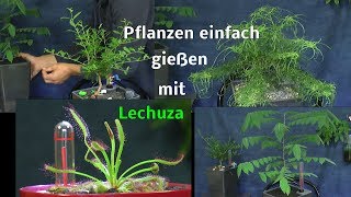 Lechuza System im Test Ergebnisse Wachstum der Pflanzen und Fleischfressende Pflanzen [upl. by Ann]