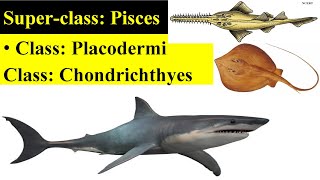 Pisces  Placodermi  Chondrichthyes  Chondrichthyes fishes  Classification of Pisces [upl. by Tobias]