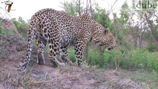 Male Leopard ROAR [upl. by Eeniffar57]