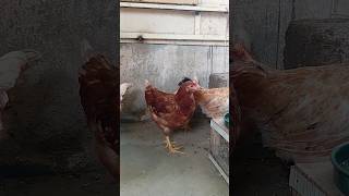 4 Months Lohmann Brown Chicks [upl. by Cirtemed29]