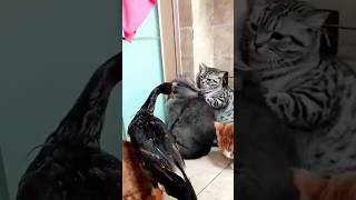 Funny cat amp duckCoffin dance song cover part 412 feedshorts cat funny tranding funnycats duck [upl. by Neemsaj]