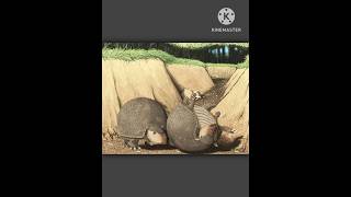 Glyptodon glyptodon armadillo animals mammal animalia herbivores shorts extinction extinct [upl. by Ydolem]