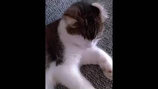 Sigge cat funny fotos shorts funny cute viralshorts [upl. by Kenzi355]