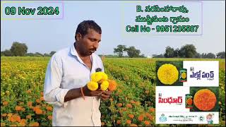 ESHA AGRI SEEDS MARIGOLD CONTACT NO7993635370 [upl. by Enyamert287]