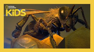 Buggin Out  Weird But True  S1 E9  Full Episode  natgeokids [upl. by Pfeifer534]