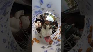 Happy Caturday Monch ASMR cat eating with 360 cam [upl. by Aicineohp]