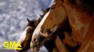 Budweiser brings back Clydesdales in 2024 Super Bowl ad [upl. by Goodwin17]