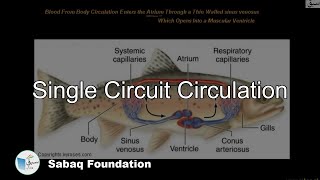 single circuit circulation Biology Lecture  Sabaqpk [upl. by Poole]