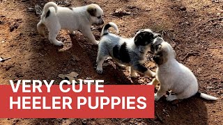 4weeks Old Blue and Red Heeler Puppies an Update  Cute Puppies [upl. by Otila]