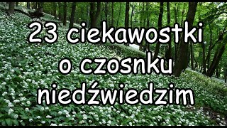 Czosnek niedźwiedzi  23 ciekawostki [upl. by Salesin899]