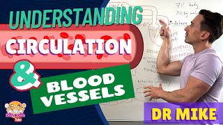 Understanding Circulation and Blood Vessels [upl. by Peisch]