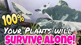 OFWS Great Gardening Idea100 Your Plants will Survive Watch this So Effectivegarden [upl. by Aroel]